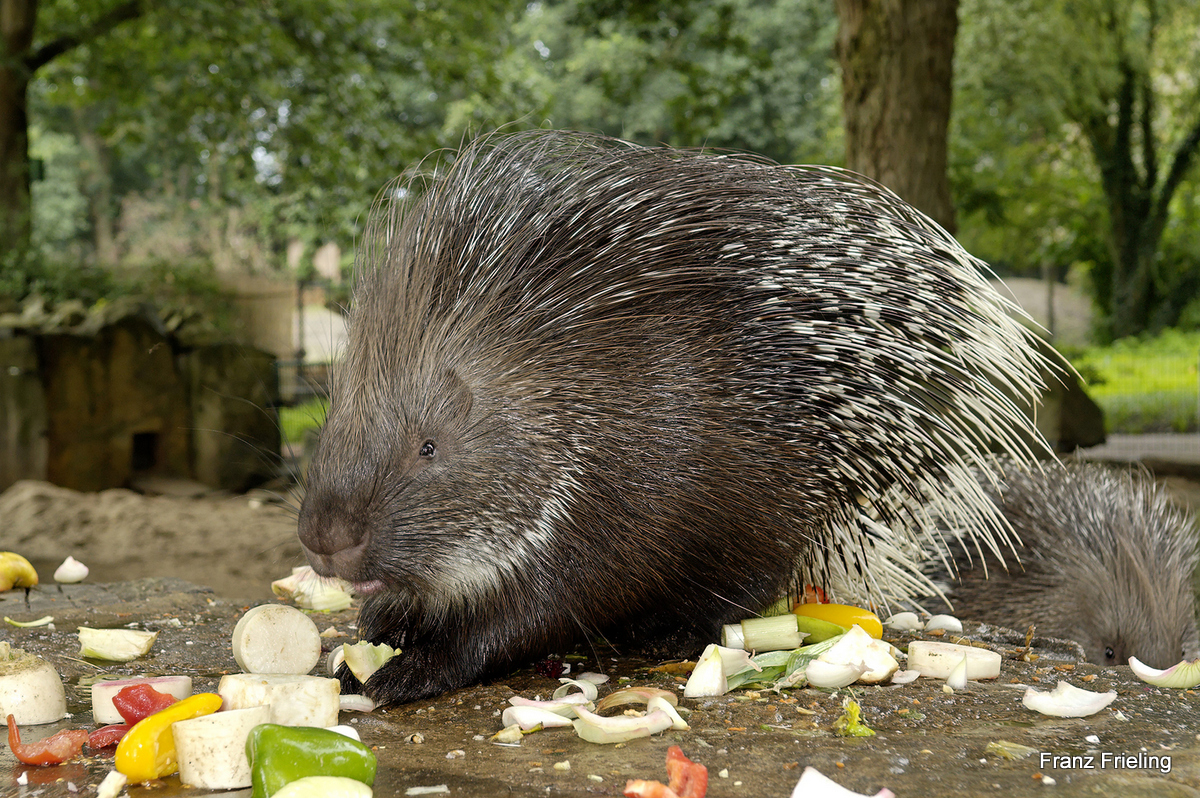 Stachelschweine